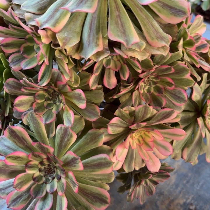 ?****?沙皇多肉断枝不包43