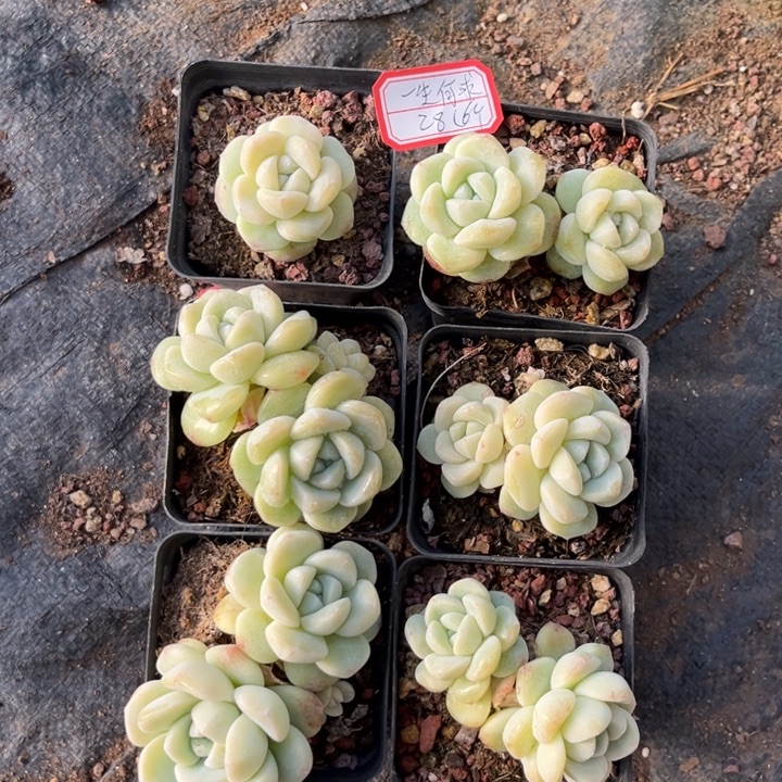 一***求冰玉多肉七方盆6个2头5个1头1个