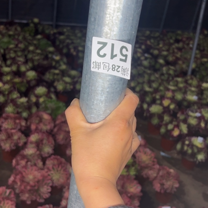 保温8888多肉植物花