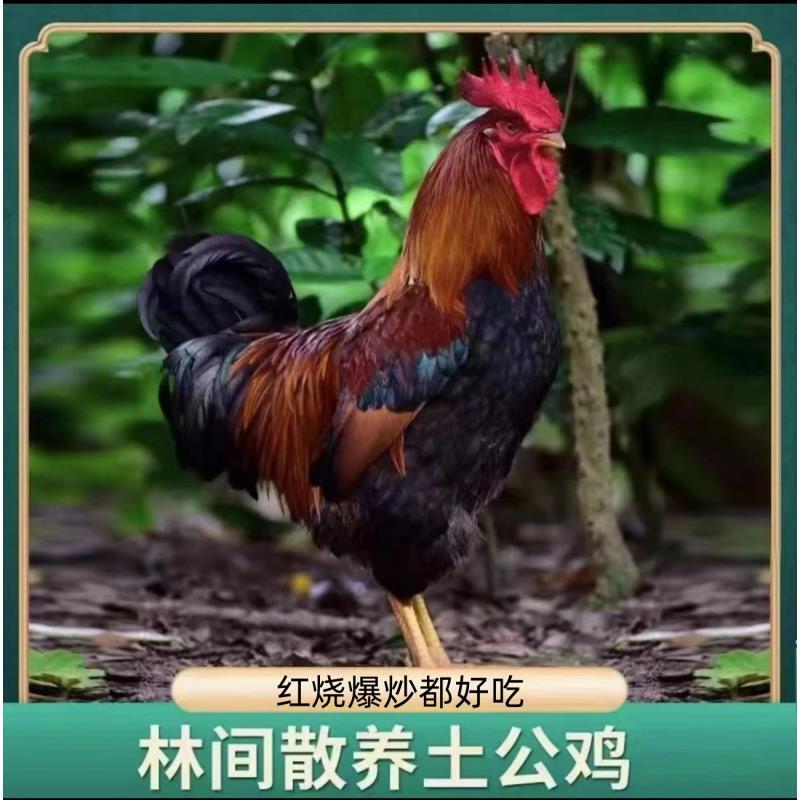 拍一发二散养农村大公鸡新鲜肉质鲜嫩净膛现杀净重5.4-6斤