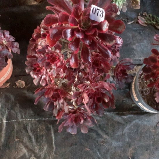 多肉植物香乃尔073