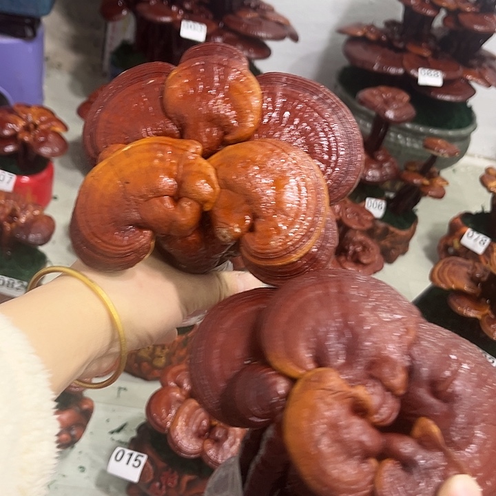 全部花朵88888888888888888