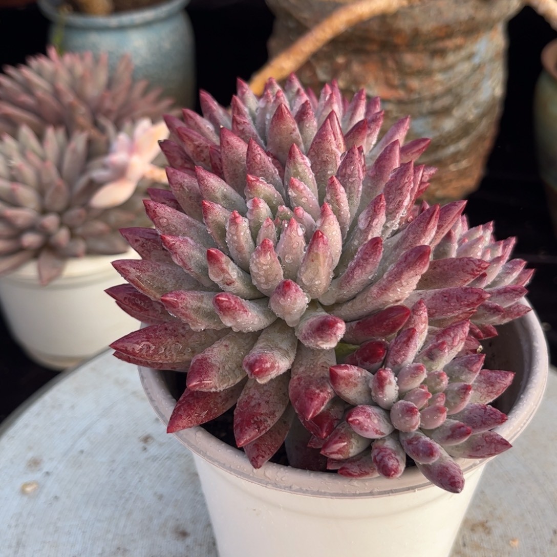 好姑娘多肉园艺，车厘子