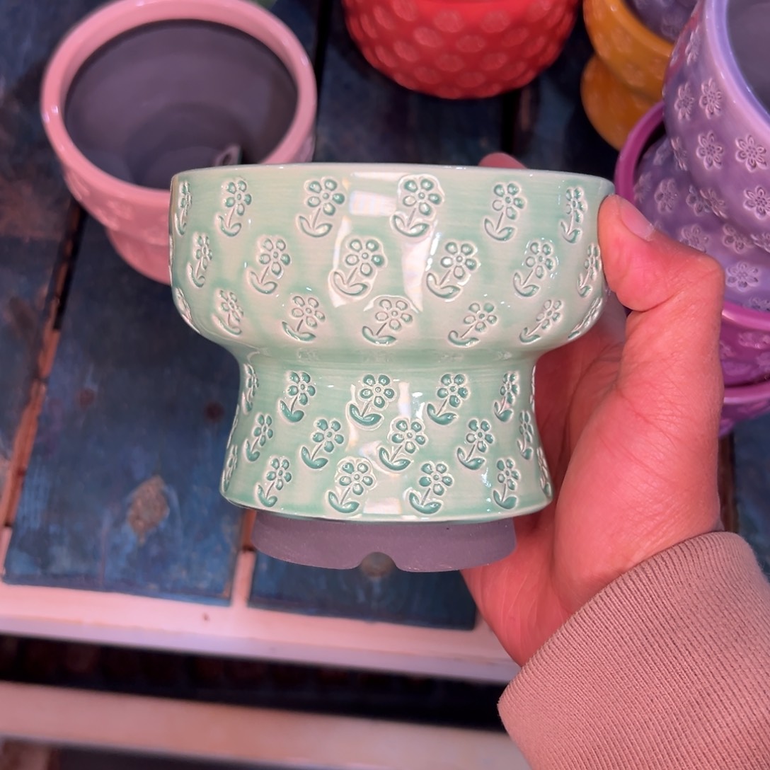 多肉一物一拍0226/203