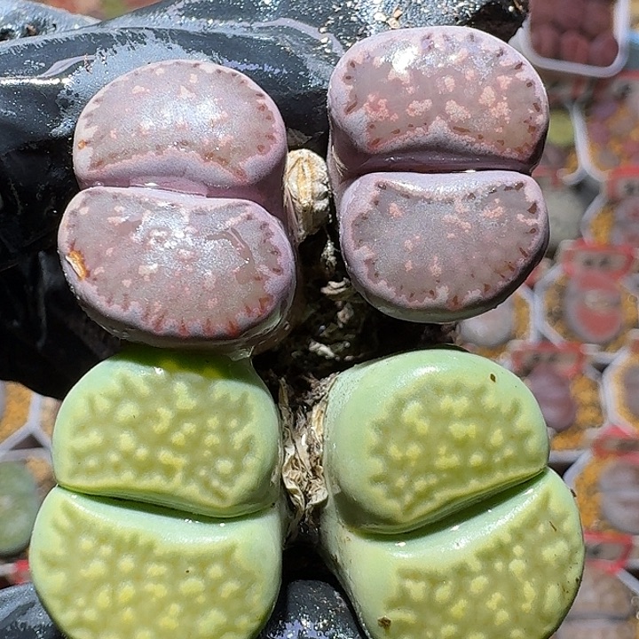 生石花11211。 裸发。  136