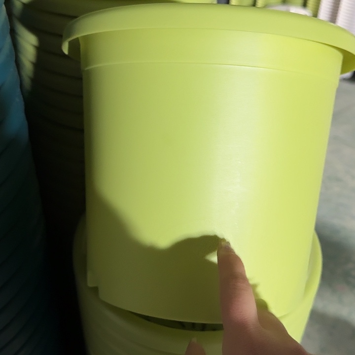 四季4号滚绿无托10个特价