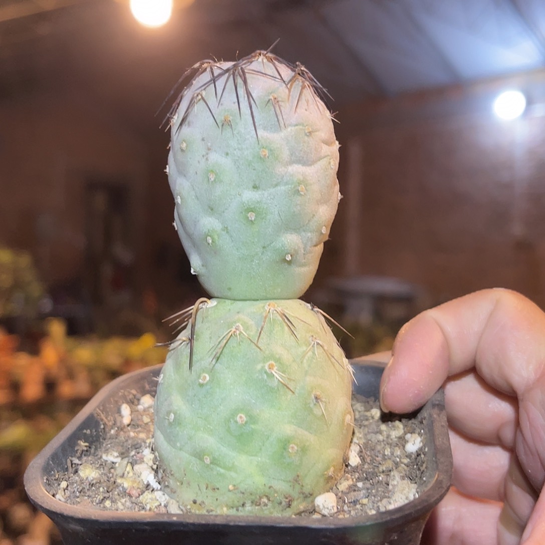 雪人习志野仙人球一物一拍