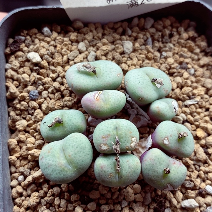 我是一只小小鸟地域鬼的669