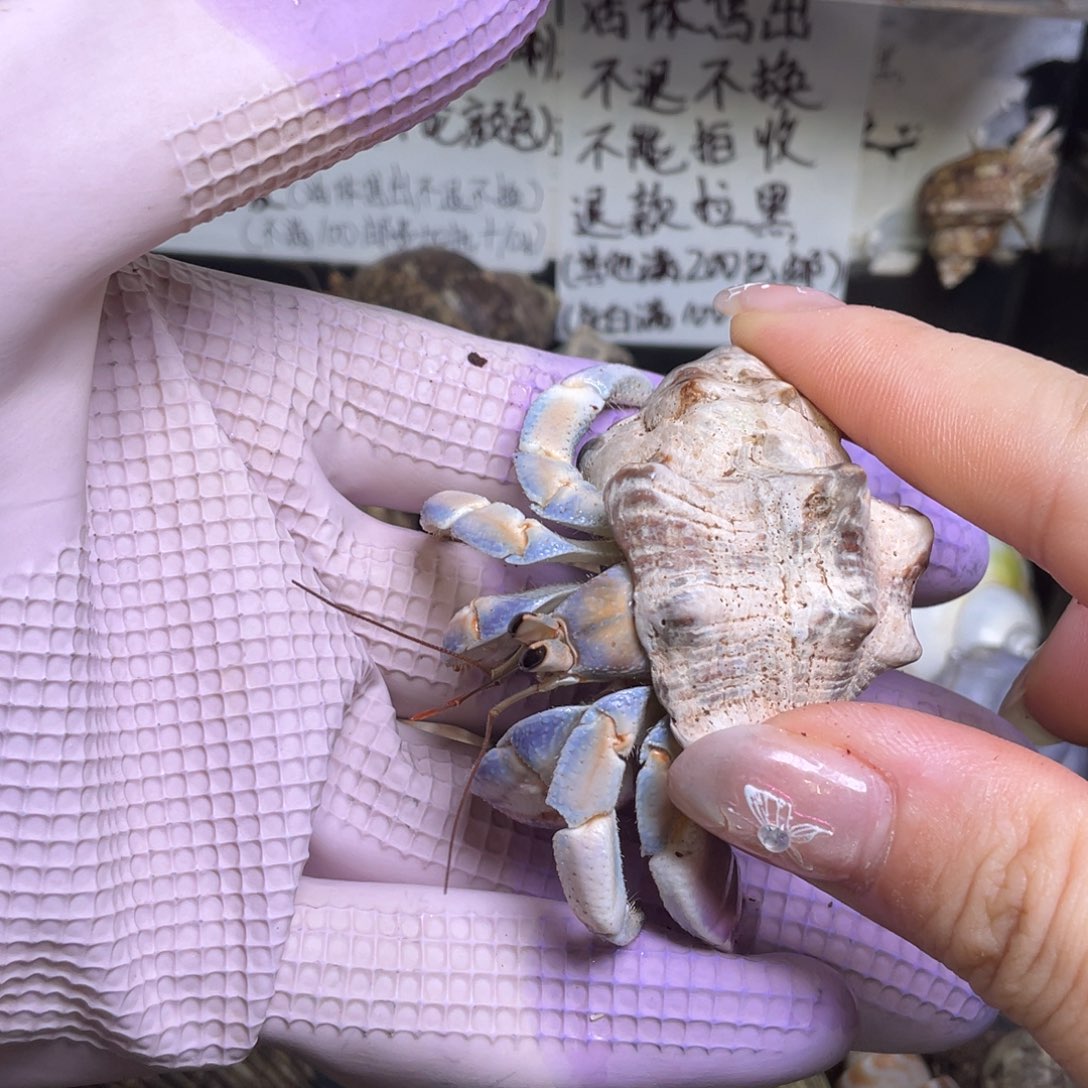 9号，2.4口紫陆寄居蟹