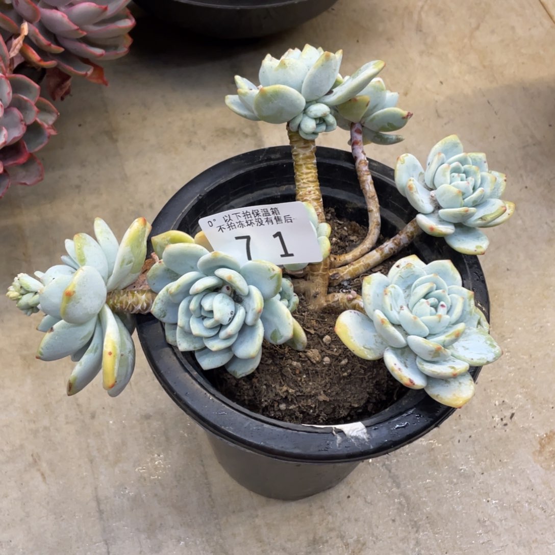 用****1黑大帅多肉71冷香