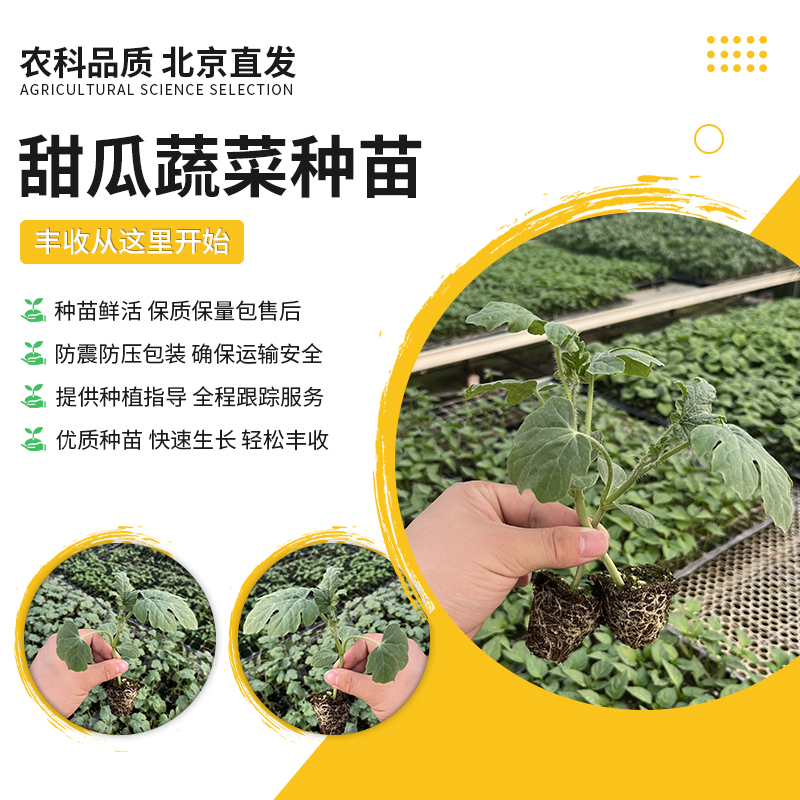 【农科院选育】甜瓜苗蔬菜苗好养活阳台种植菜园种植小菜园