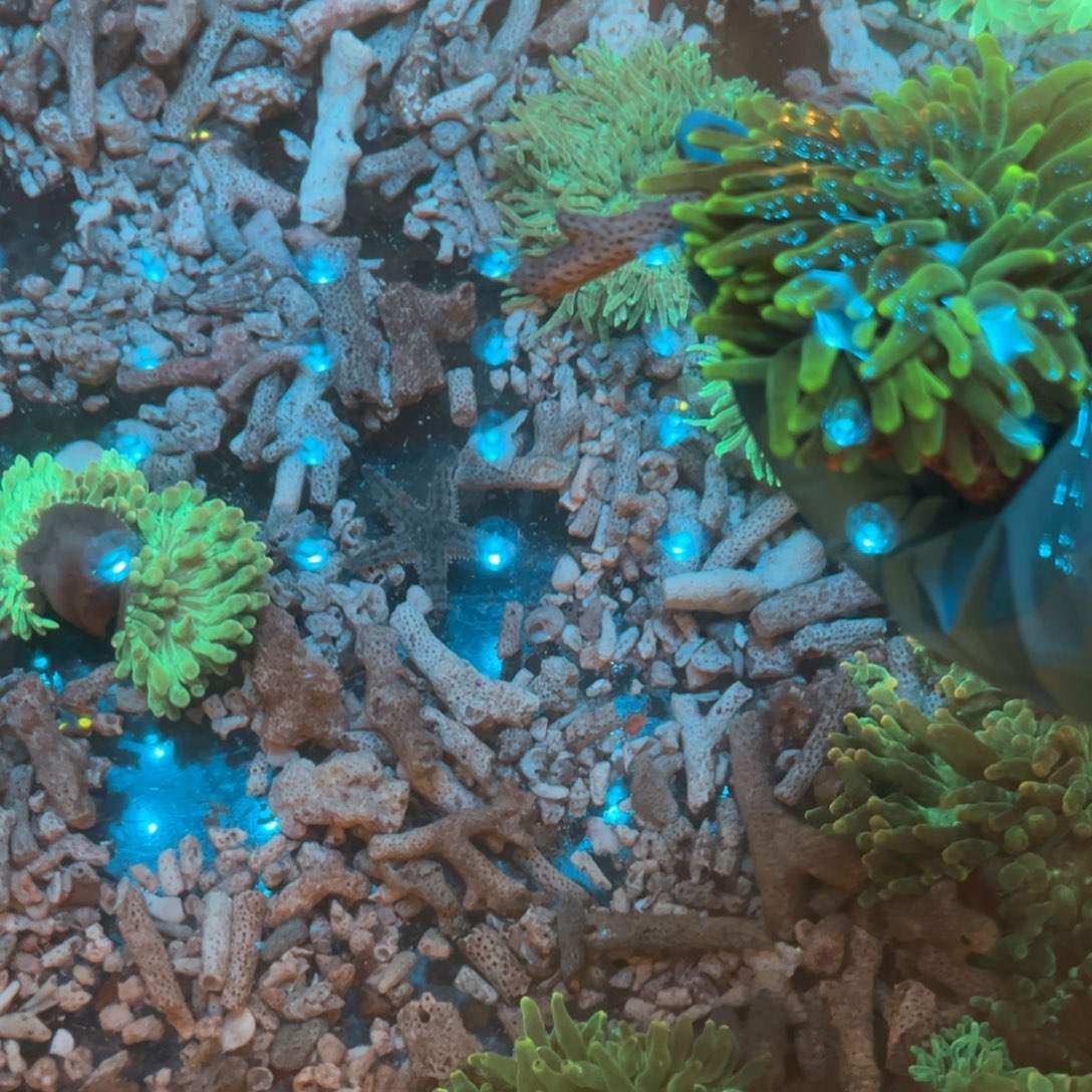 A****奶嘴海葵炮仗3头11111