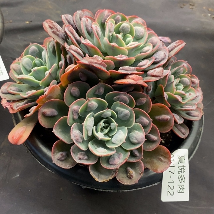 夏悦多肉0117-122雨滴