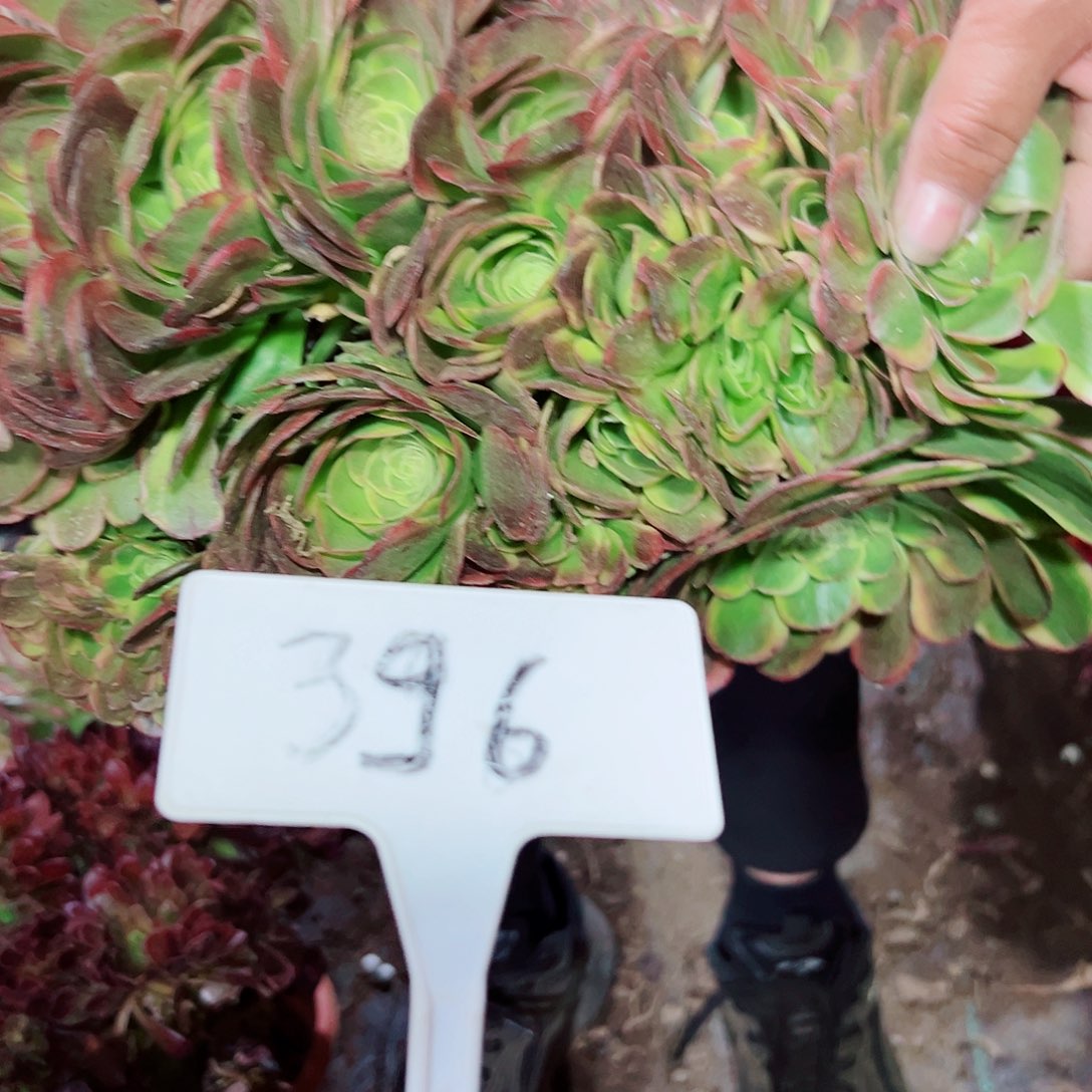 多肉植物奶白缀花