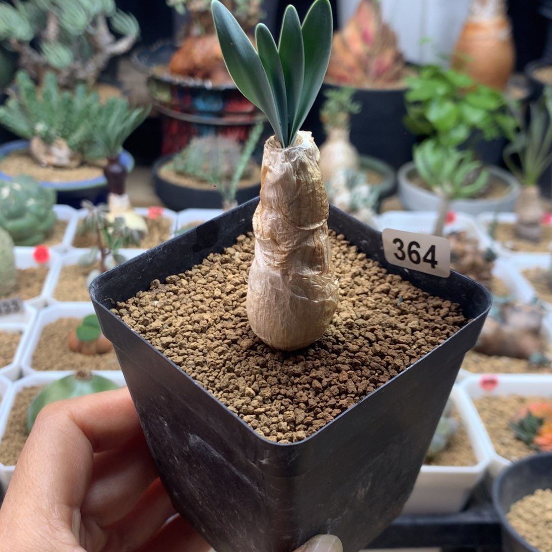 产地巨凤之卵带盆364