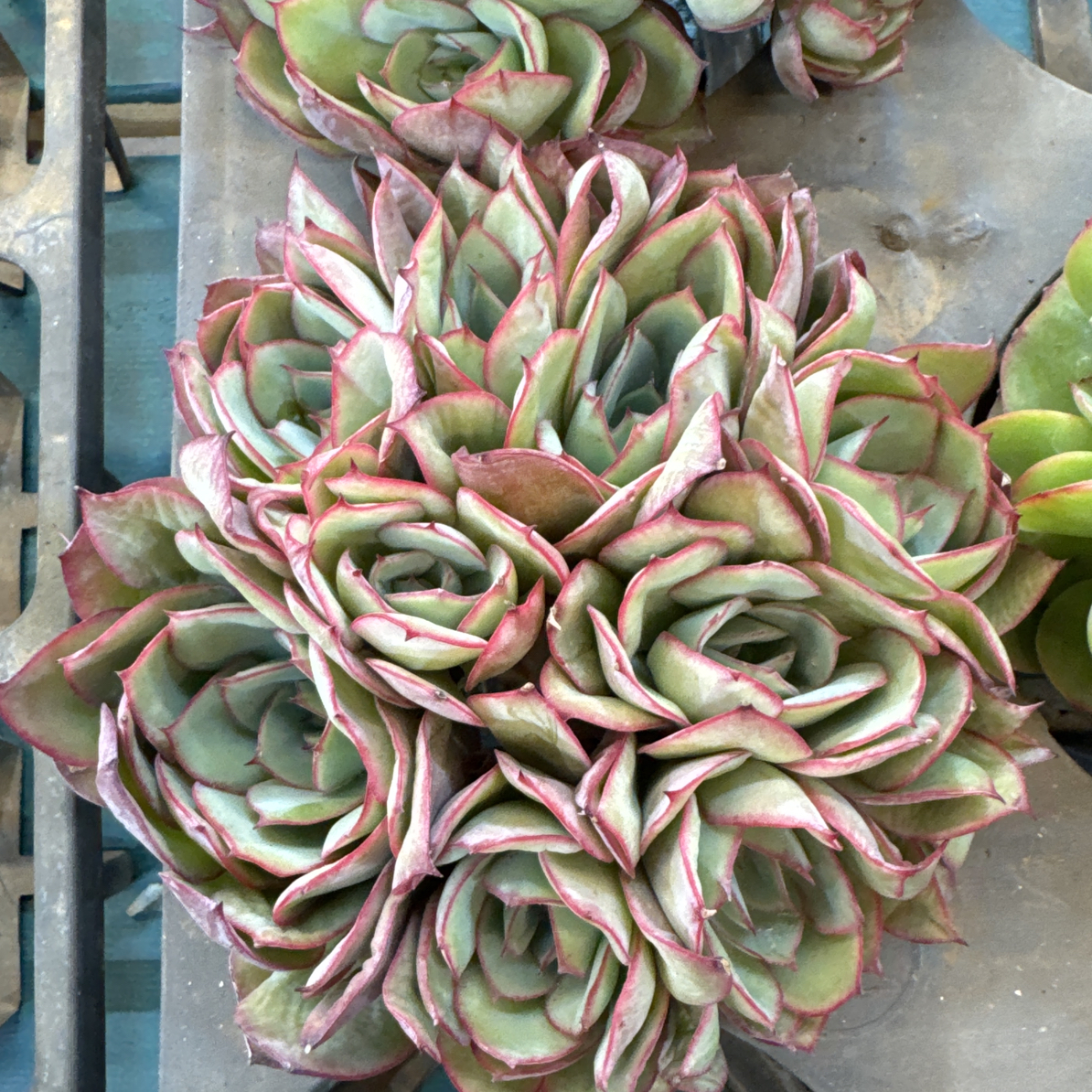 B525，菜菜牡丹亭多肉植物