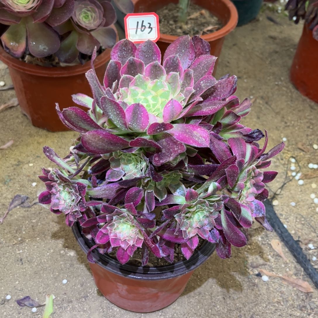 163多肉植物天合
