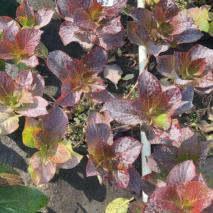 完全开放两加仑盆雷王