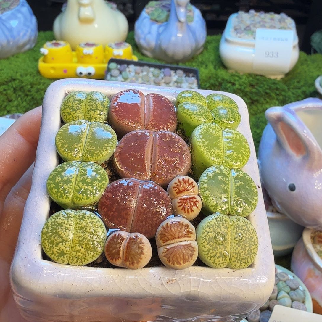 晴***@多肉植物福利冲937