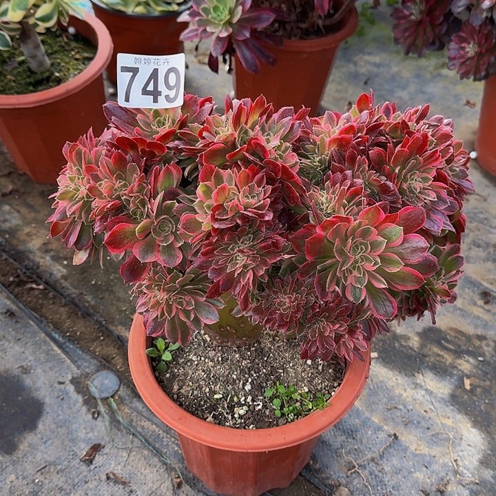 000000000000749女郎缀