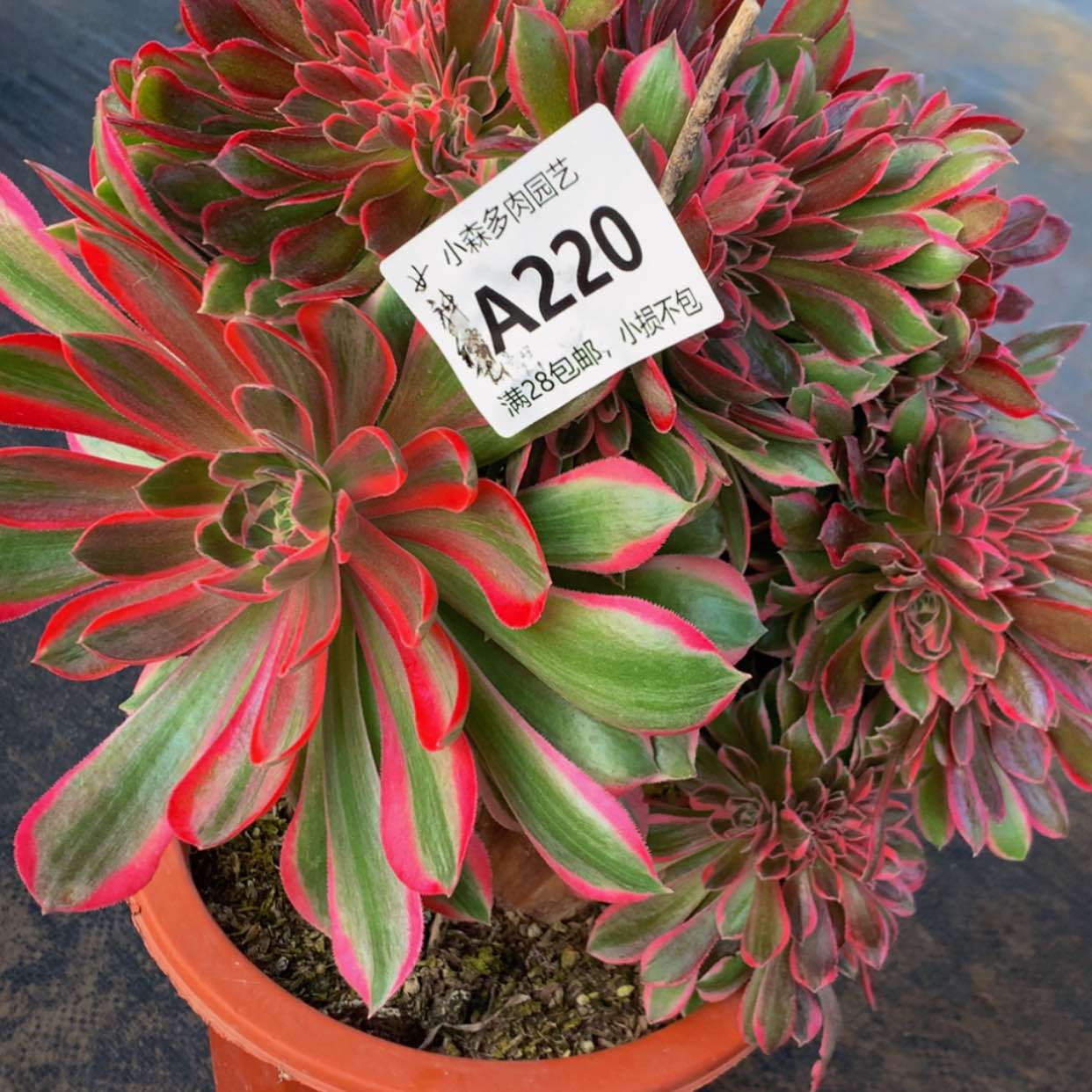 【闪购商品】220女神多肉