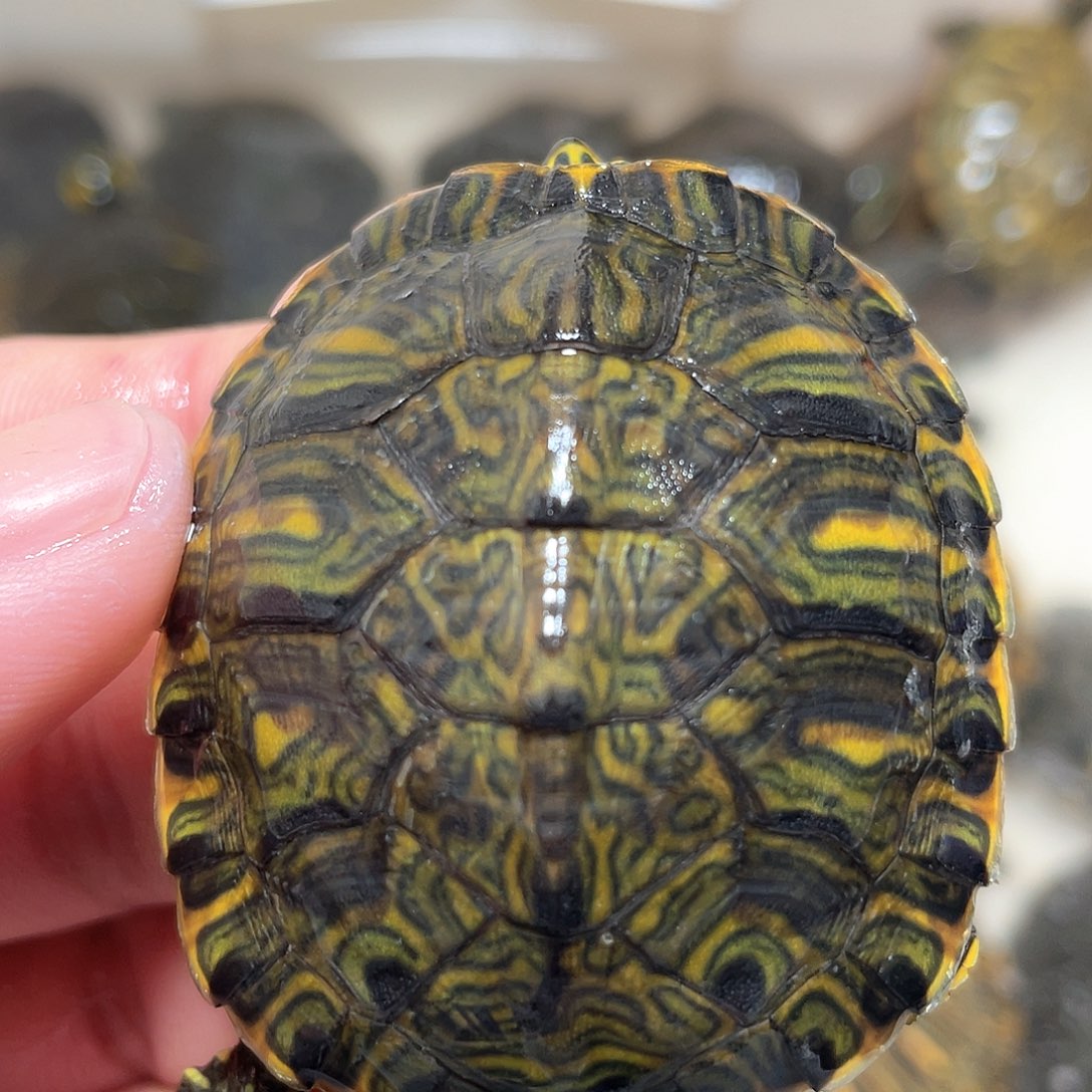 宠物龟不分公母5.3