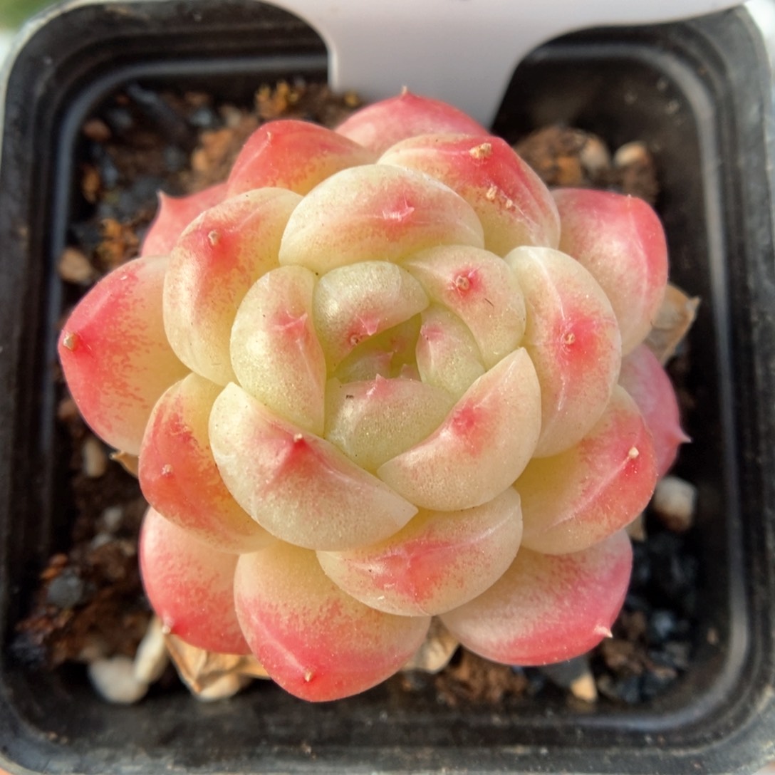 糖心珍妮可拍844号