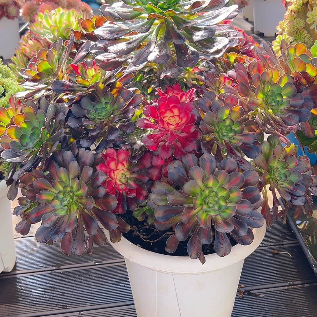 言***贝111111111111111111111111