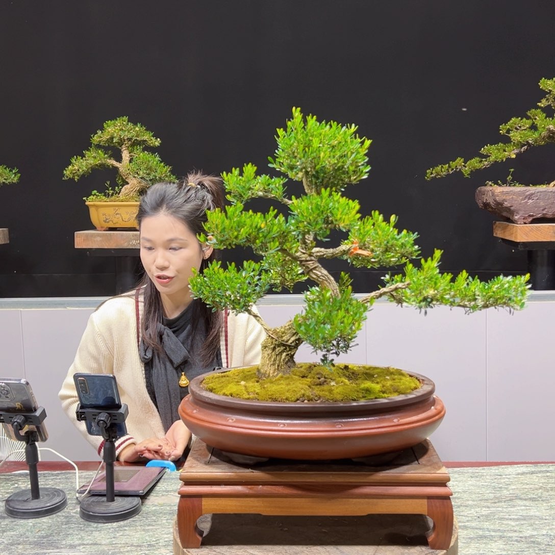 盆景盆景老字号的