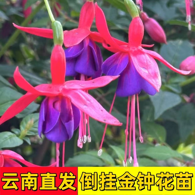 云南发货倒挂金钟花苗盆栽室内外灯笼花重瓣花苗耐寒耐热绿植多季