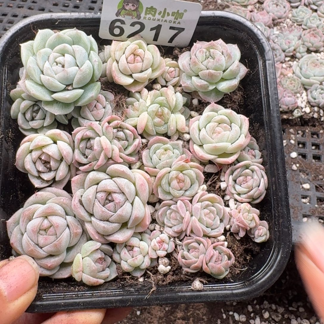 多肉植物多肉植物