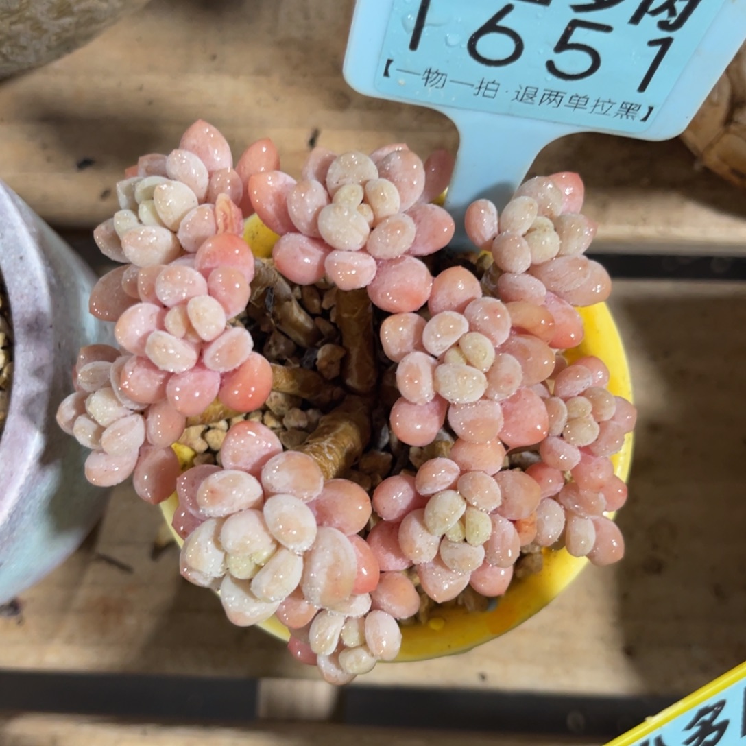 云尘多肉一物一拍不含盆1651