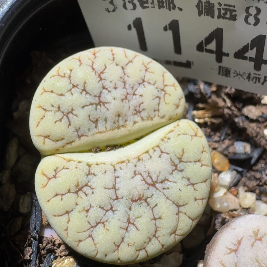 ZzzZ生石花肉锥1144