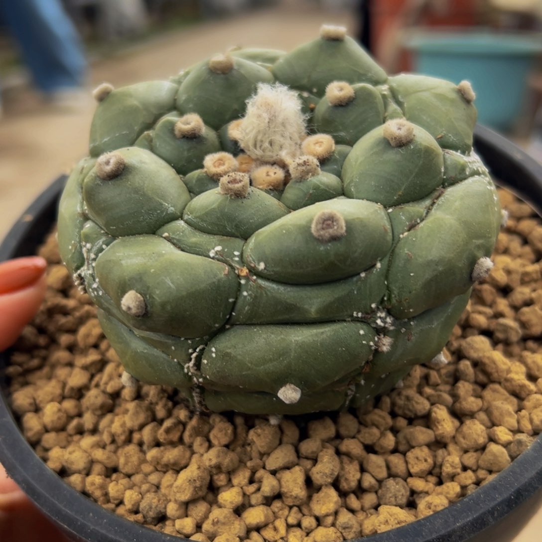 龟甲兜Wwwwwwww q w w w w w