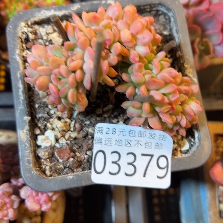 幸运儿是个好孩子呀哈哈