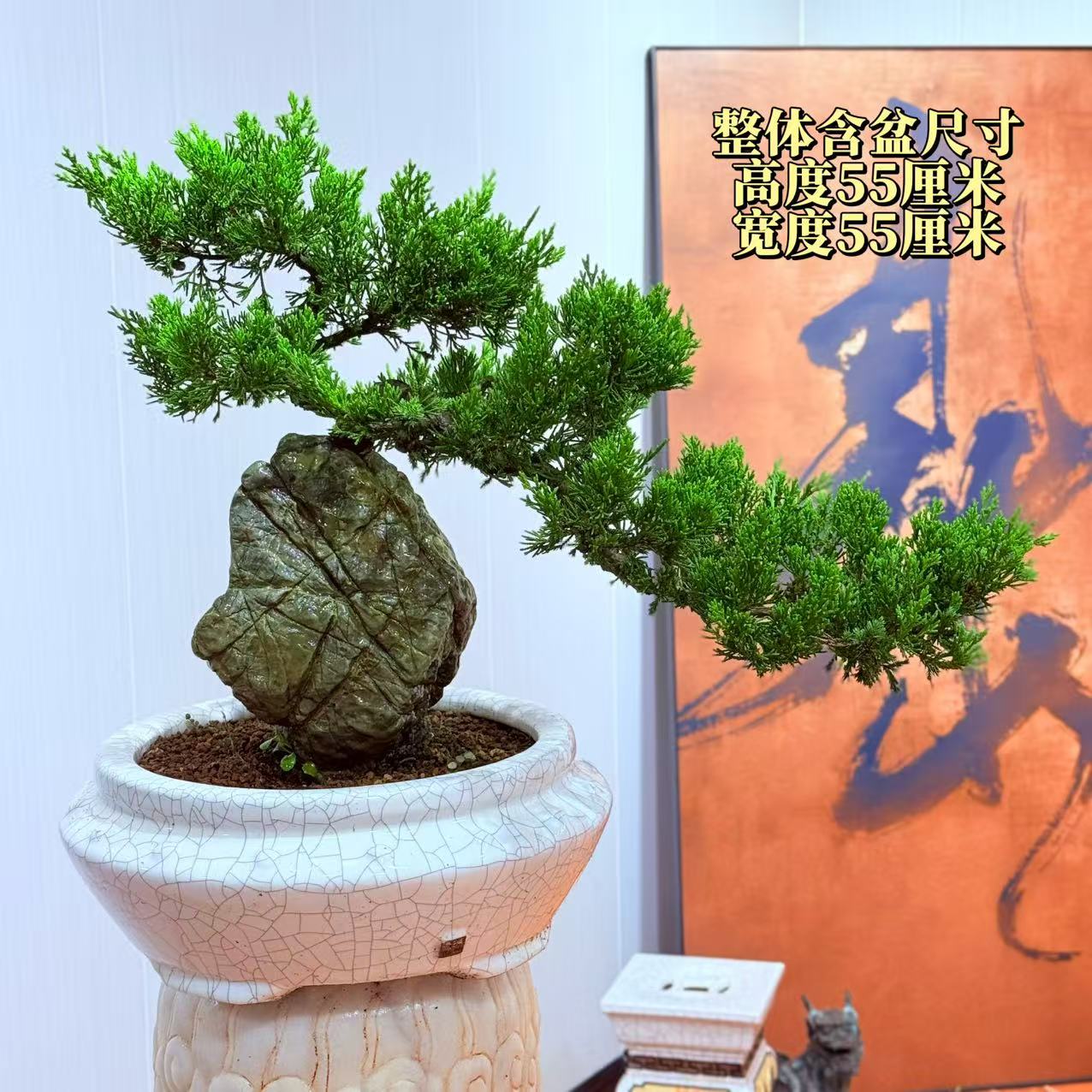 【楠山园艺】精品九龙真柏盆景
