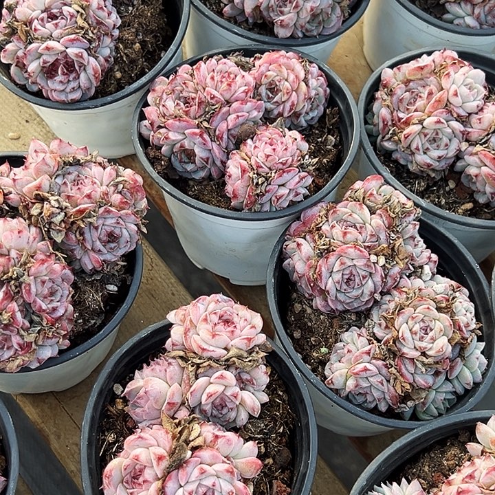 糖心          天鹅绒