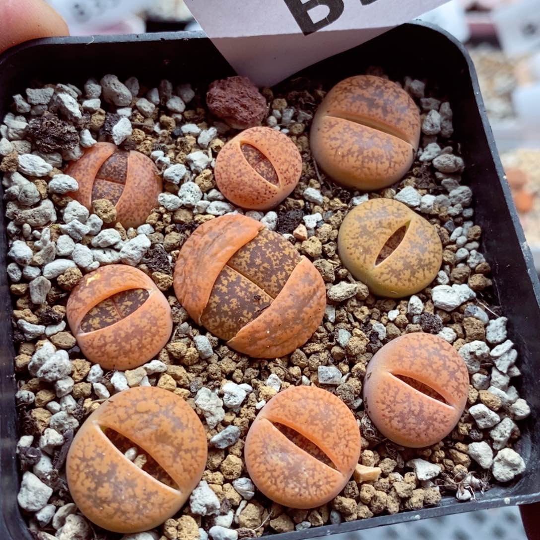 我的小姐姐们都是我364