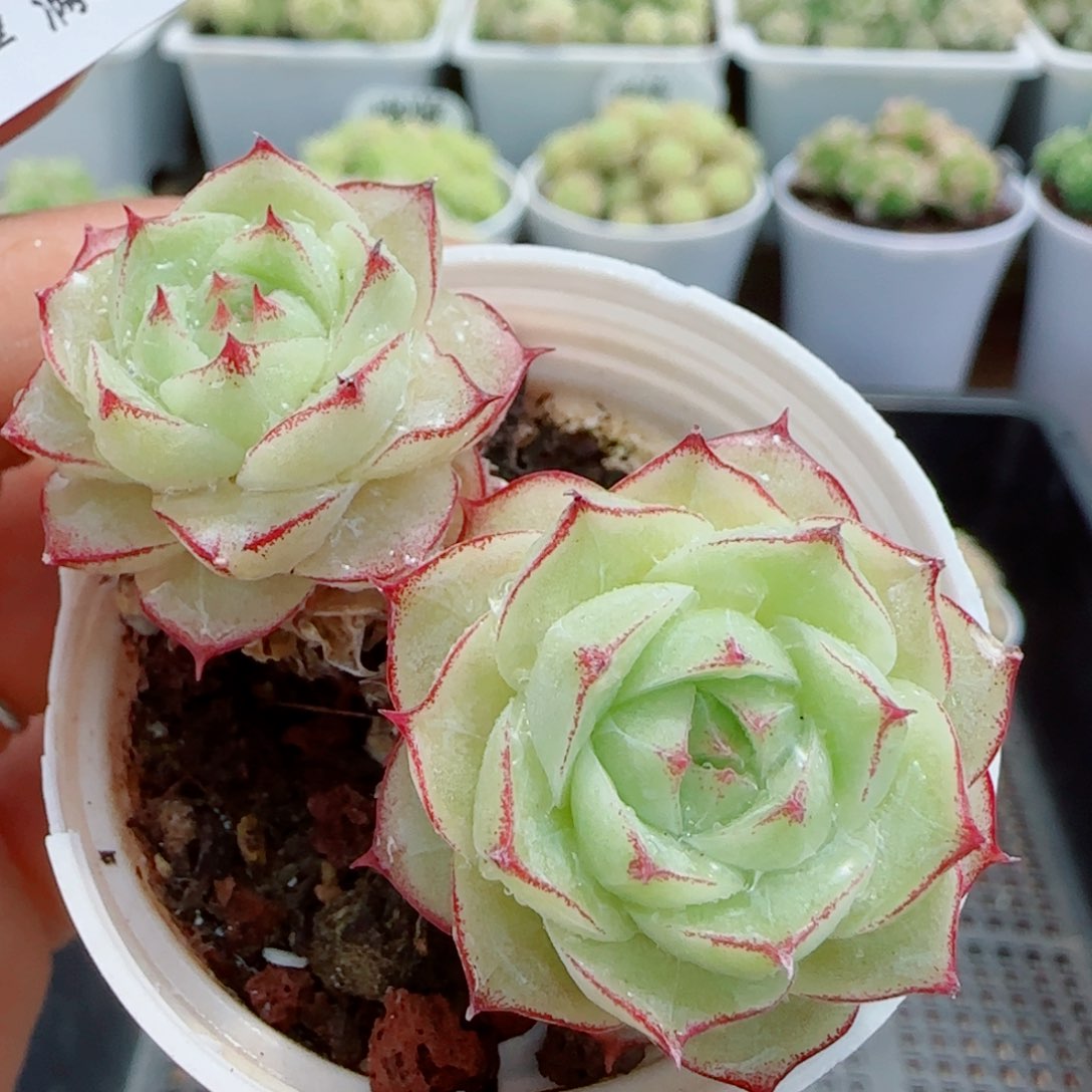 【闪购商品】0417-91边线包子女王