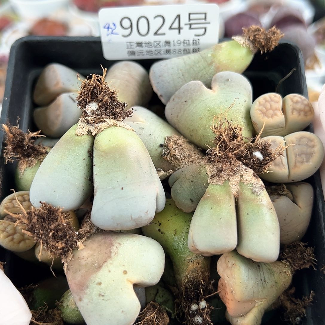 9024五年不同品种大母本单双混合42颗