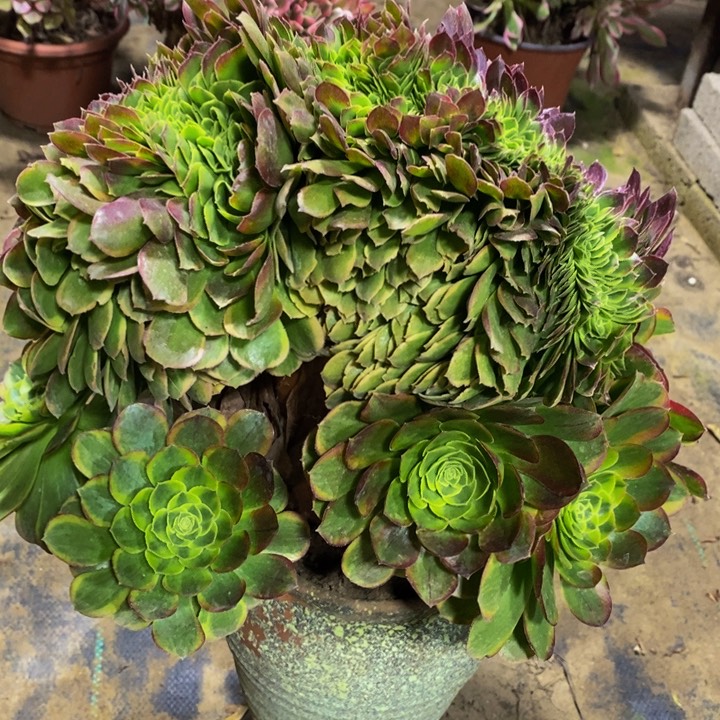 奶白缀化多肉1颗1颗