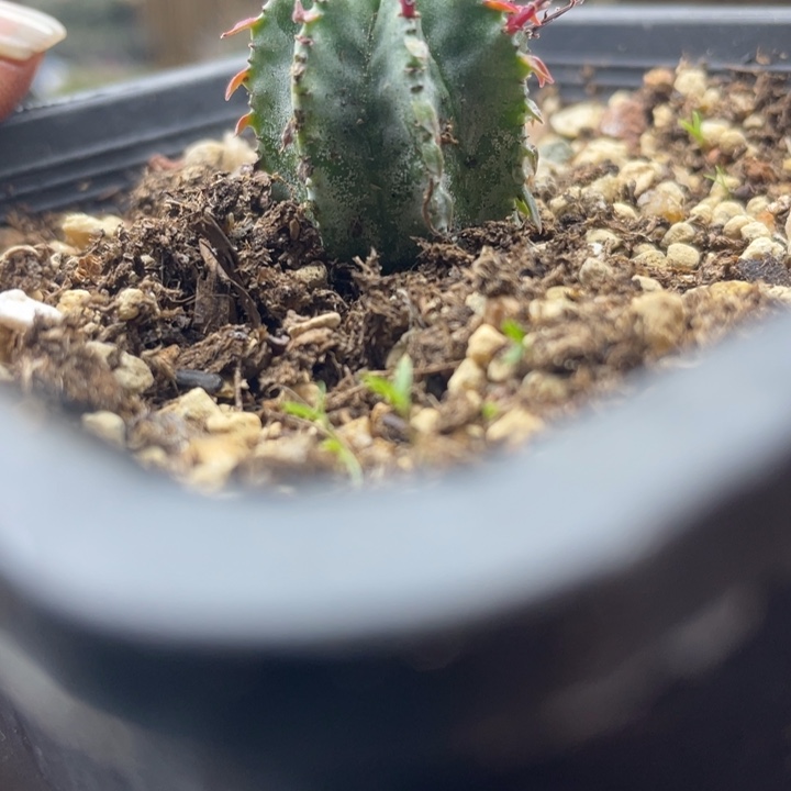 白衣魁伟玉福利一颗