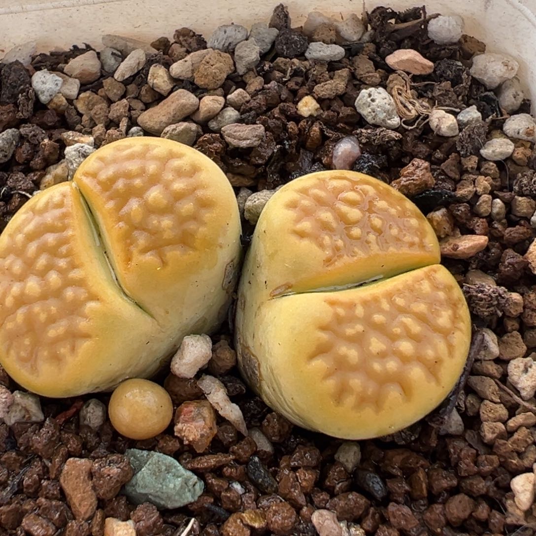 104多肉植物百科植物