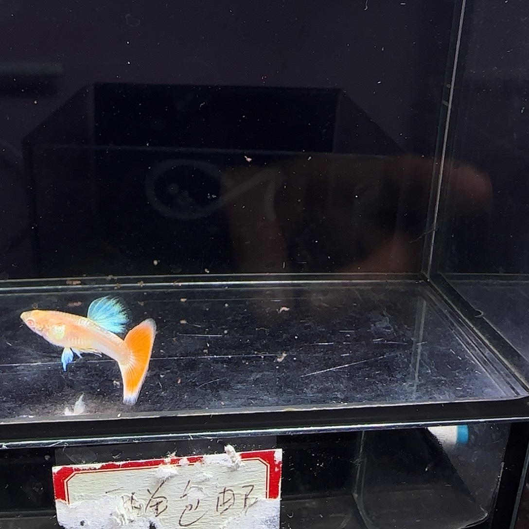 孔雀鱼火烧云一对