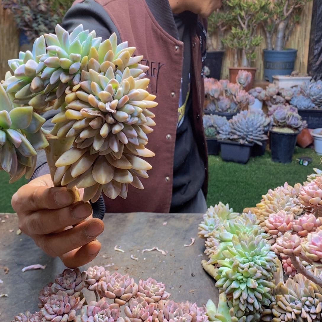 用****3A37号淡雪缀多肉