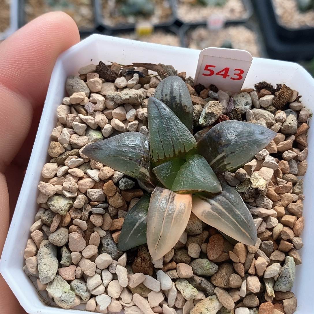 红陶543号红纹寿锦一物一拍