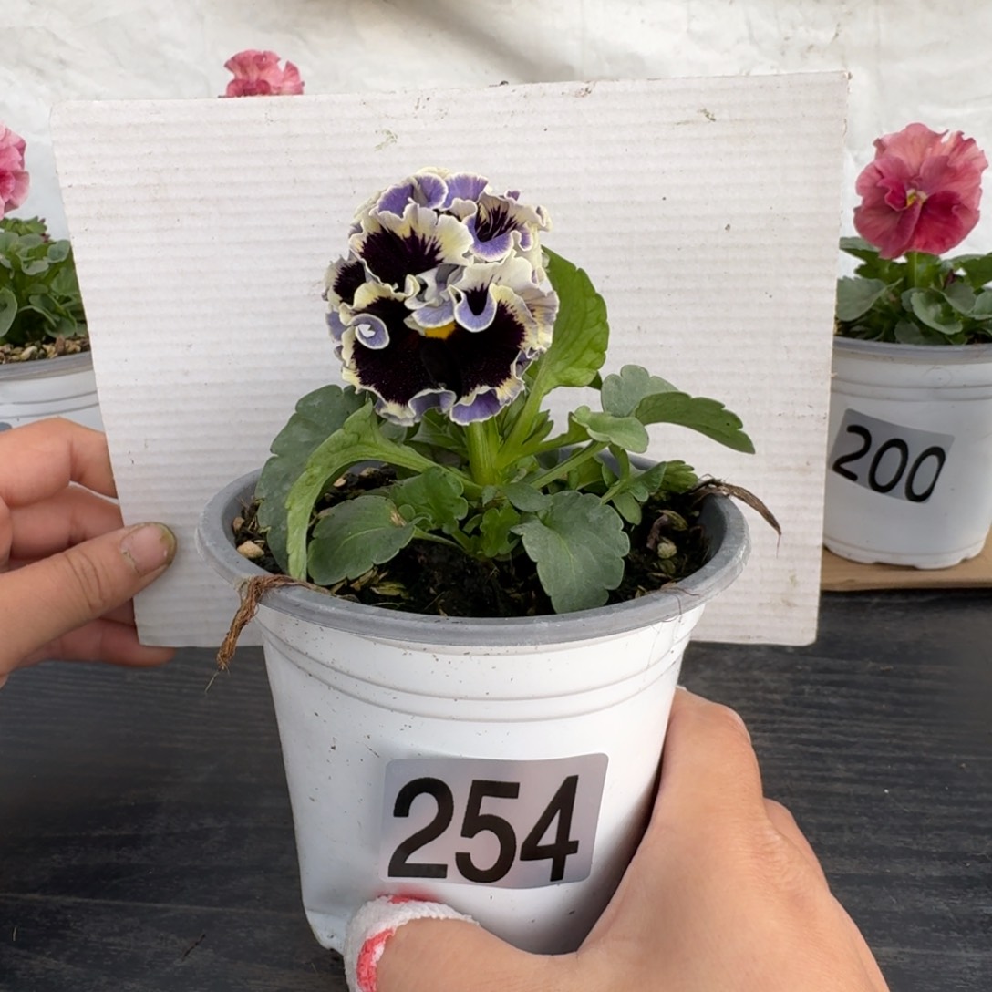 全部花朵254号角堇