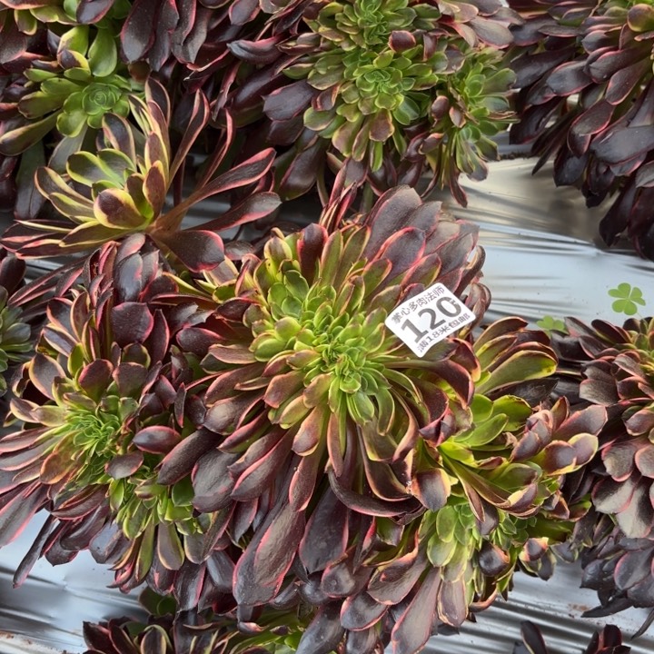 120欧佳丽缀化掌心多肉法师锦