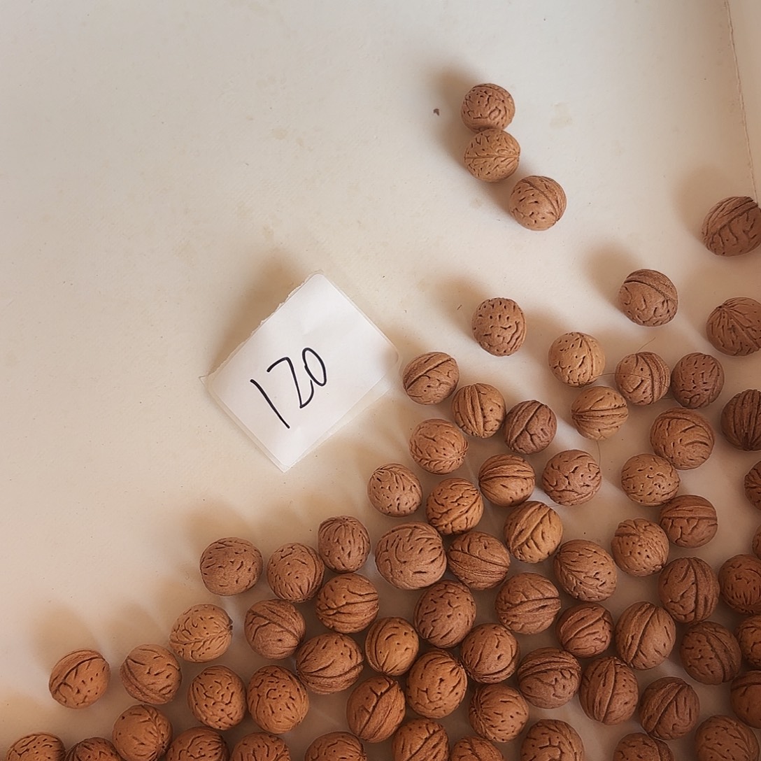 用***1桃核吊坠福利多多