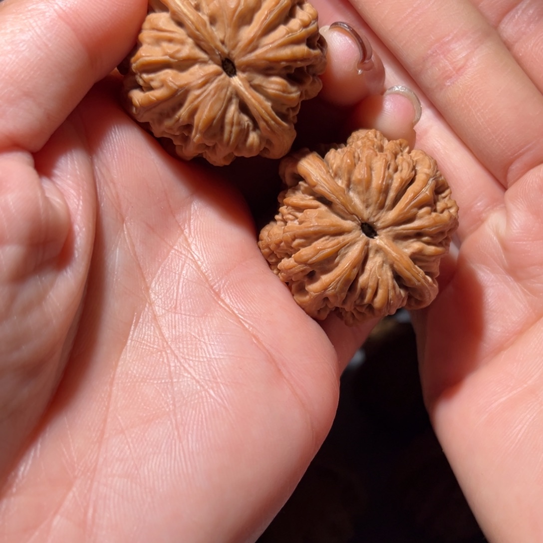 木质类粗筋40全品